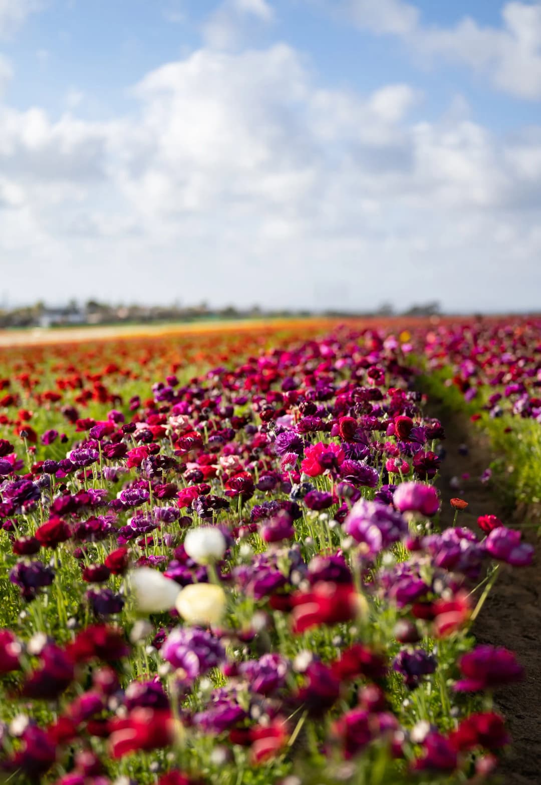 Carlsbad Flower Fields